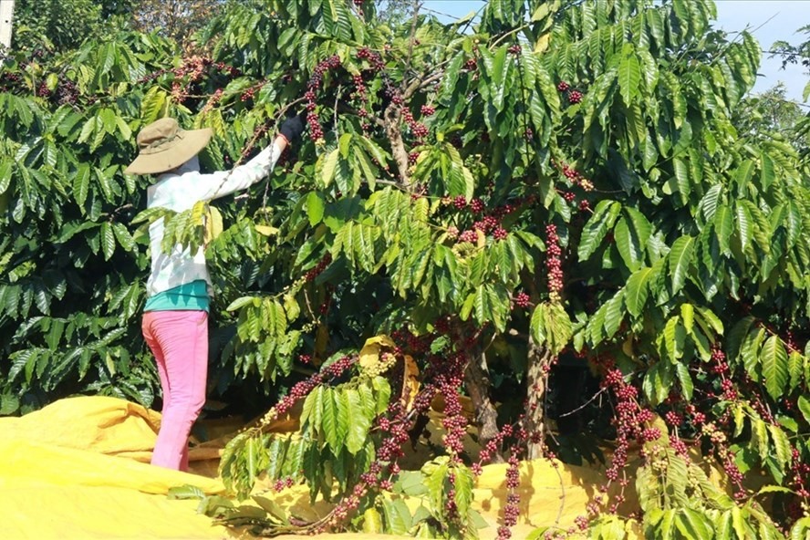 Việc người nông dân thực hiện chương trình tái canh cà phê đã mang lại năng suất, hiệu quả cao hơn. Ảnh: Bảo Lâm