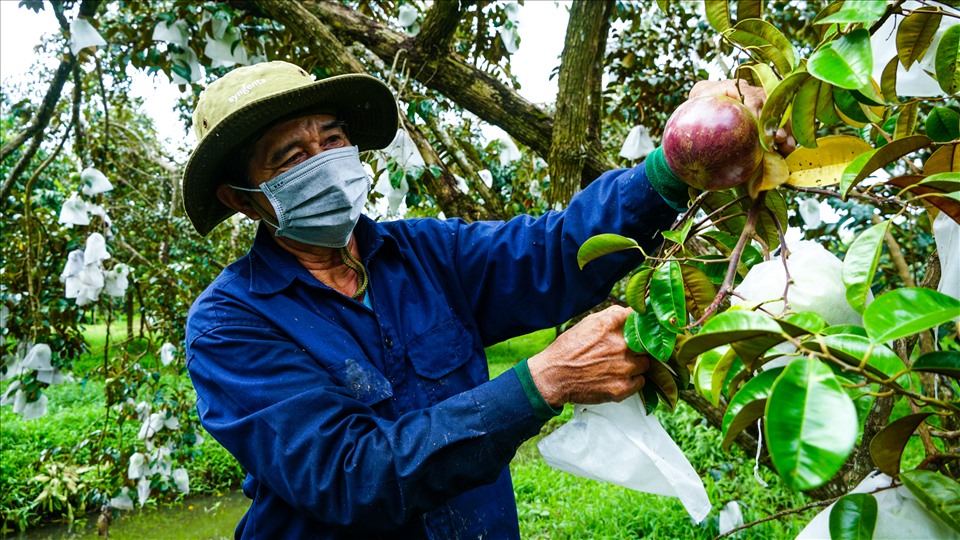 Trao đổi với Lao Động, ông Trần Văn Chiến (sinh năm 1956, Giám đốc HTX vườn cây ăn trái Trường Khương A) cho hay, dịch COVID-19 năm nay khó khăn cũng như các công ty không đáp ứng được nhu cầu của nhà vườn nên sản lượng xuất khẩu ít hơn năm vừa rồi. Và vừa rồi có bán cho công ty 4,5 tấn với giá 47.000 đồng/kg.