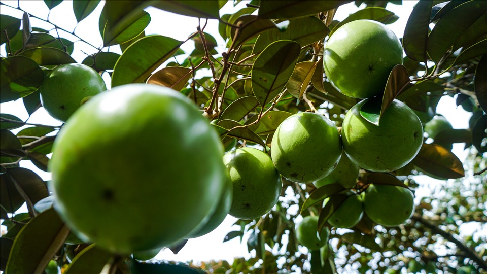 Ông cũng chia sẻ thêm, năm nay với giá vú sữa xuất khẩu ra thị trường như trên thì thu khập được khoảng 300 triệu đồng, mặc dù có lời nhưng ít so với những năm.