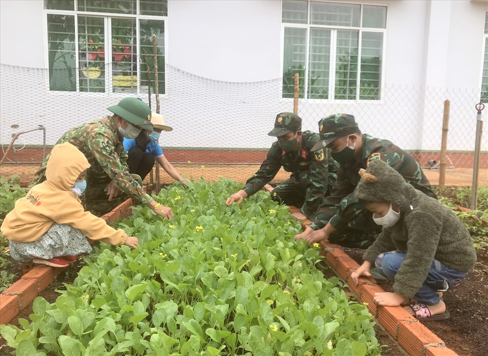 Những vườn rau xanh tốt khong chỉ cải tạo bữa ăn cho các em học sinh mà còn là nguôn cung cấp cho các hộ nghèo, khu cách ly hiện nay. Ảnh: Hồng Thắm