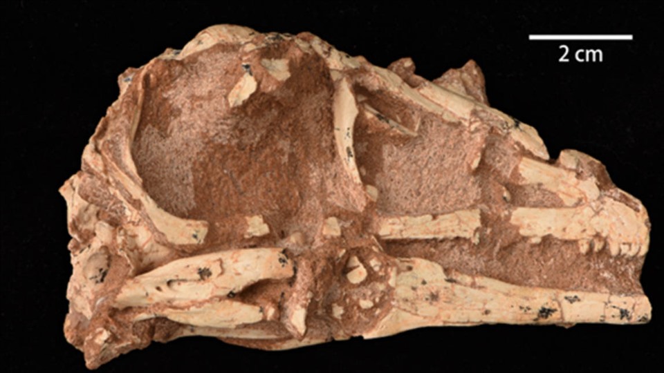 Right side of skull.  Photo: Institute of Paleontology and Vertebrate Paleontology