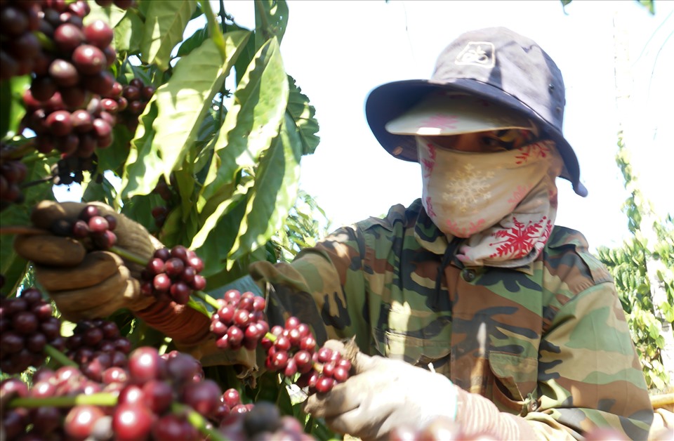 Người dân Đắk Nông đã hình thành thói quen thu hái quả cà phê chín đỏ để nâng cao chất lượng. Ảnh: Phan Tuấn