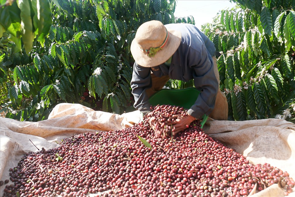 Nhiều người nông dân trên địa bàn tỉnh Đắk Nông phấn khởi khi có vụ thu hoạch cà phê vừa được mùa, lại được giá. Ảnh: Bảo Lâm