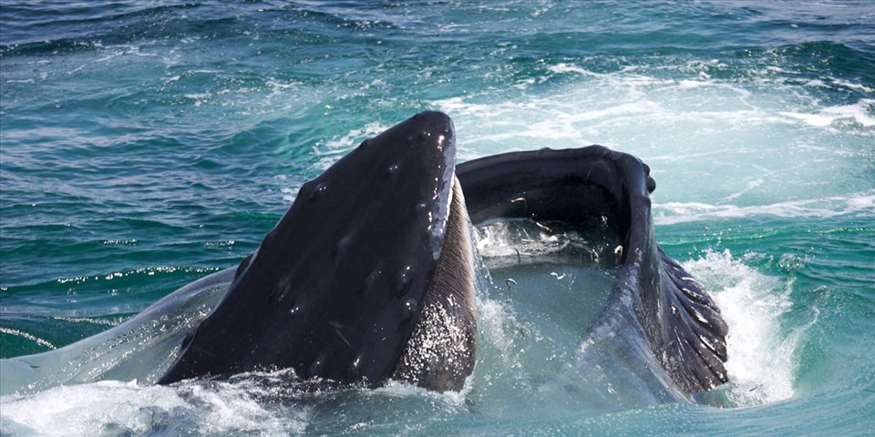 Cá voi lưng gù săn mồi tại khu bảo tồn biển Ngân hàng Stellwagen. Ảnh: Elliott Hazen