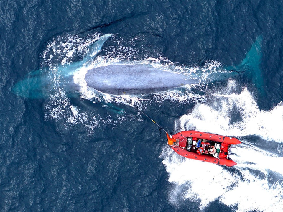 Các nhà nghiên cứu tiếp cận cá voi xanh để gắn thiết bị theo dõi. Ảnh: Elliott Hazen