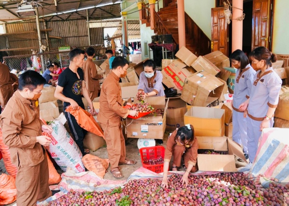 Tăng ni, Phật tử tại Chùa Bái Đính hỗ trợ tiêu thụ hơn 10 tấn mận cho người dân tỉnh Sơn La. Ảnh: NT