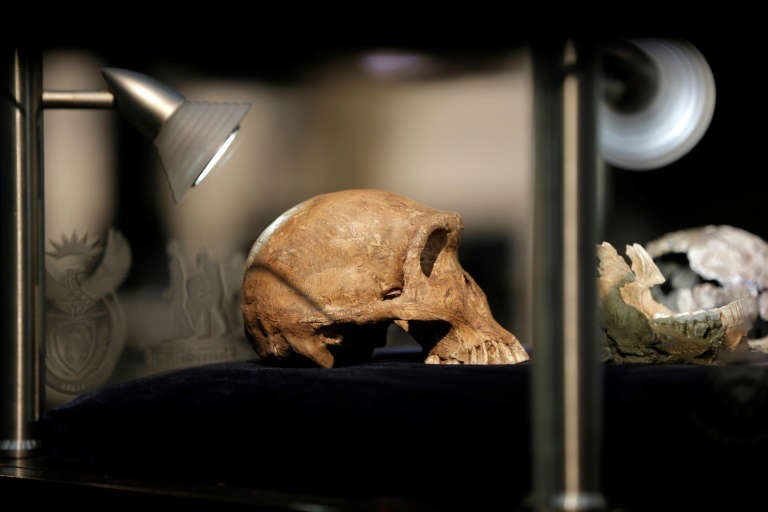 Homo naledi - loài hominid sống cách đây khoảng 250.000 năm. Ảnh: AFP