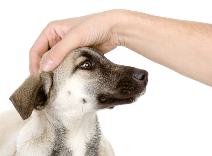 3. Vỗ mạnh đầu của chú chó Tiếp cận, vuốt ve một chú chó là điều mà chủ nhân của chúng thường xuyên làm. Tuy nhiên, nhiều chú chó sẽ cố gắng né tránh hành động này vì đa số chúng không thích việc này.