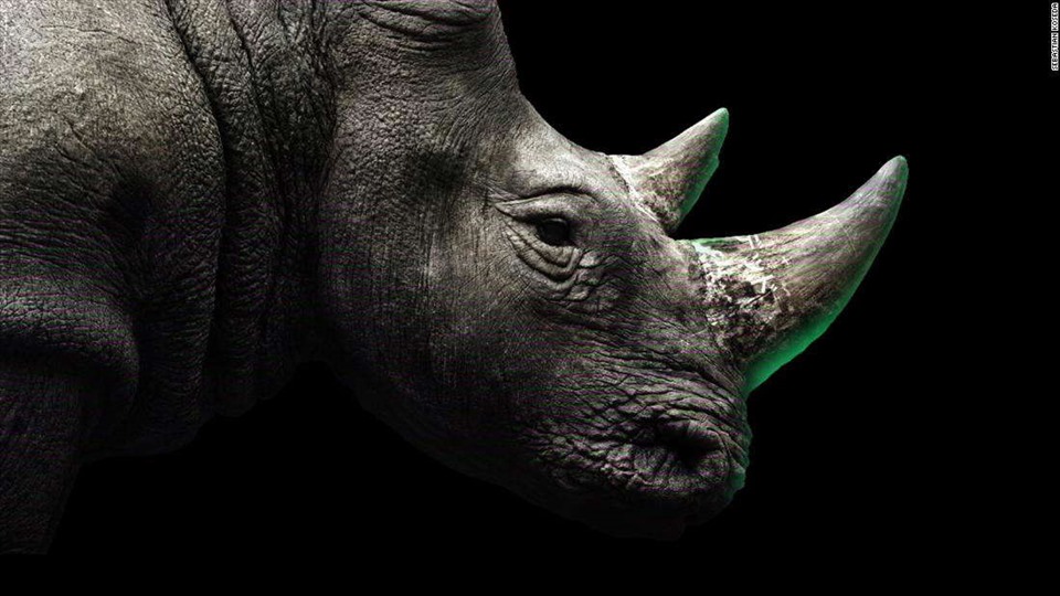 Tê giác đen Tây Phi đã tuyệt chủng được hồi sinh qua công nghệ. Ảnh: