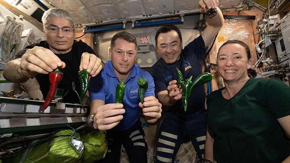 Các phi hành gia thu hoạch ớt trên Trạm Vũ trụ Quốc tế (ISS). Ảnh: NASA