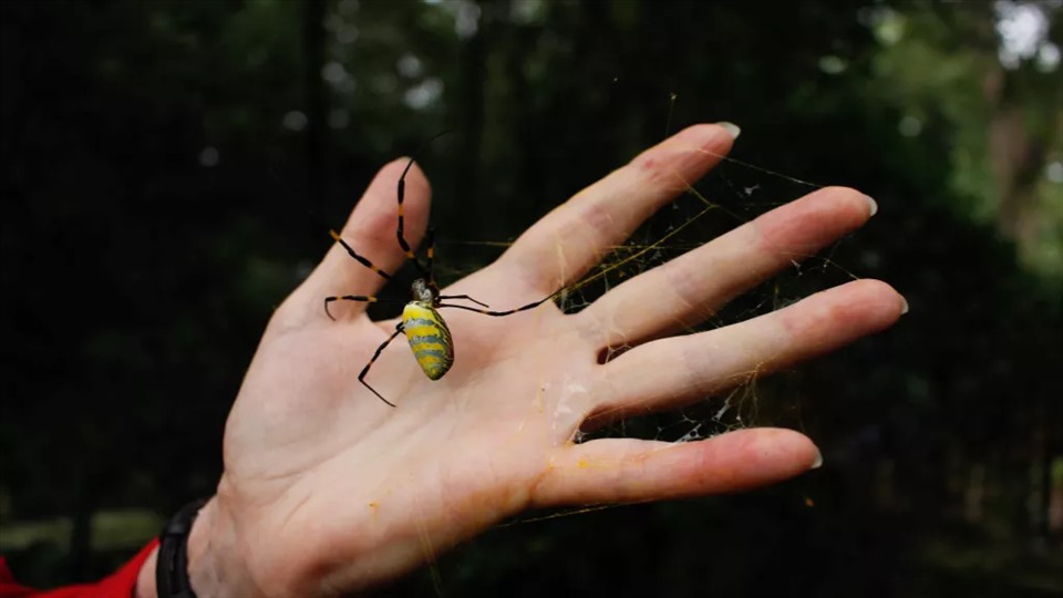 Nọc độc của nhện không gây hại đến con người. Ảnh: Đại học Georgia