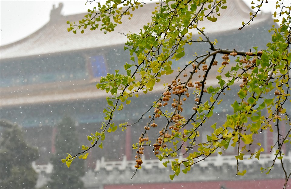 Tuyết đầu mùa ở Bắc Kinh ngày 21.11.2020. Ảnh: Xinhua/VCG