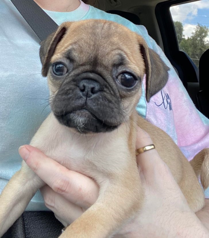 2. Giống chó Pug - chó mặt xệ Pug hay thường được gọi là chó mặt xệ, là giống chó thuộc nhóm chó cảnh có nguồn gốc từ Trung Quốc, chúng có một khuôn mặt nhăn, mõm ngắn, và đuôi xoăn. Đặc điểm của những chú chó con này là luôn vui tươi và kiên nhẫn với những người mới nuôi chó. Chúng không chịu được thời tiết quá nóng hoặc quá lạnh. Loài vật này cũng không thích ở một mình trong nhiều giờ, vì vậy hãy cân nhắc chọn nuôi giống chó này nếu bạn có lịch trình bận rộn hoặc thường xuyên xa nhà.