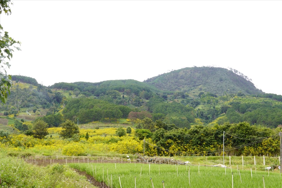 Một góc ảnh hoa dã quỳ tại thôn 1, xã Đạ Ròn, huyện Đơn Dương. Những đóa hoa dã quỳ như thảm hoa vàng, đan xen với những cánh đồng sản của người nông dân Đơn Dương. Cảnh sắc hoa vàng, hòa cùng màu xanh núi rừng tạo nên một bức tranh không nơi nào có đươc.