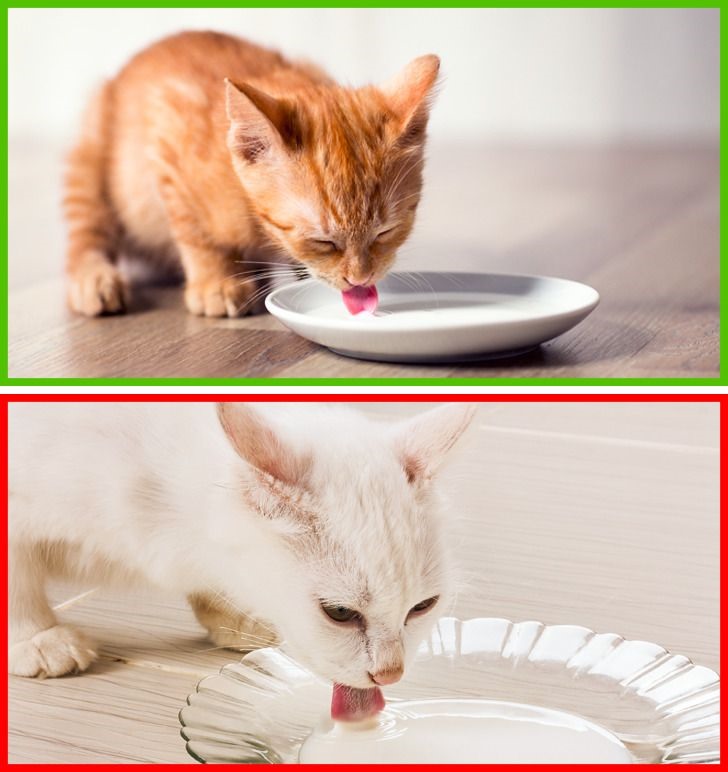 Cho mèo uống sữa: Mèo con phải uống sữa mẹ. Nhưng những chú mèo lớn hơn một chút, việc này lại không cần thiết. Một số thay đổi sẽ xảy ra với cơ thể mèo và nó tạo ra ít enzym cần thiết cho quá trình đồng hóa sữa thích hợp. Và ở động vật trưởng thành, tình trạng không dung nạp lactose có thể xảy ra.