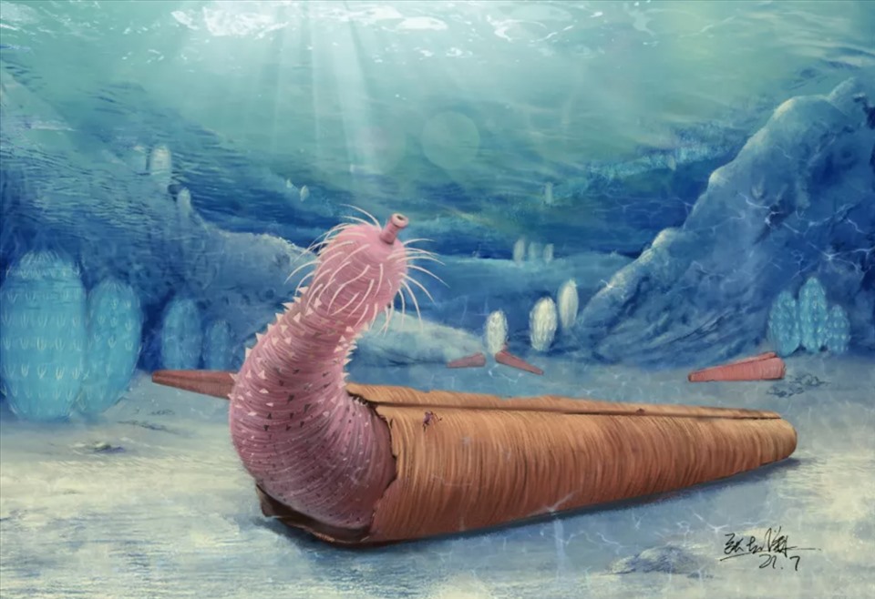 Minh hoạ giun dương vật nằm gọn trong vỏ hình nón của loài Hyolitha. Ảnh chụp màn hình Live Science