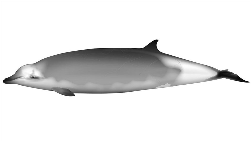 Cá voi mõm khoằm Ramari. Ảnh: Whale & Dolphin Conservation (WDC)
