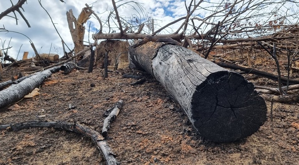 Ở các diện tích đã được đốt thực bì, vẫn còn nhiều cây gỗ lớn bị đốt cháy. Mục đích của việc chặt hạ cây không phải đem bán, mà là lấy đất trồng keo. Ảnh: Hưng Thơ.