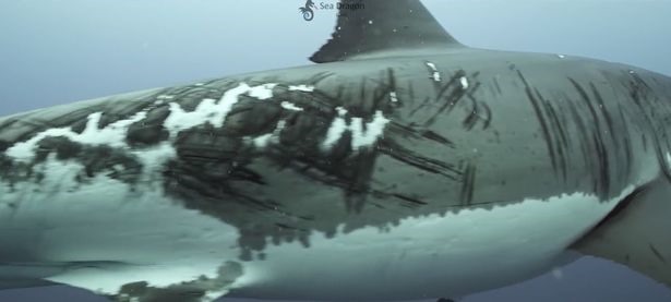 Con cá mập trắng lớn với vô số sẹo có thể do săn mồi hoặc chiến đấu với đồng loại. Ảnh: Dean Spraakman