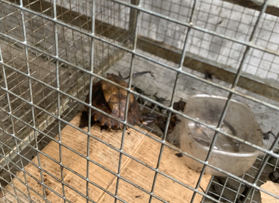Một số động vật như chồn hôi, rùa đá được ông Phong nuôi để phục vụ nhu cầu Tết.