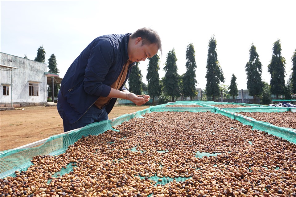 Doanh nhân Nguyễn Hải Phong bên giàn cà phê sạch liên kết với người dân các huyện. Ảnh T.T