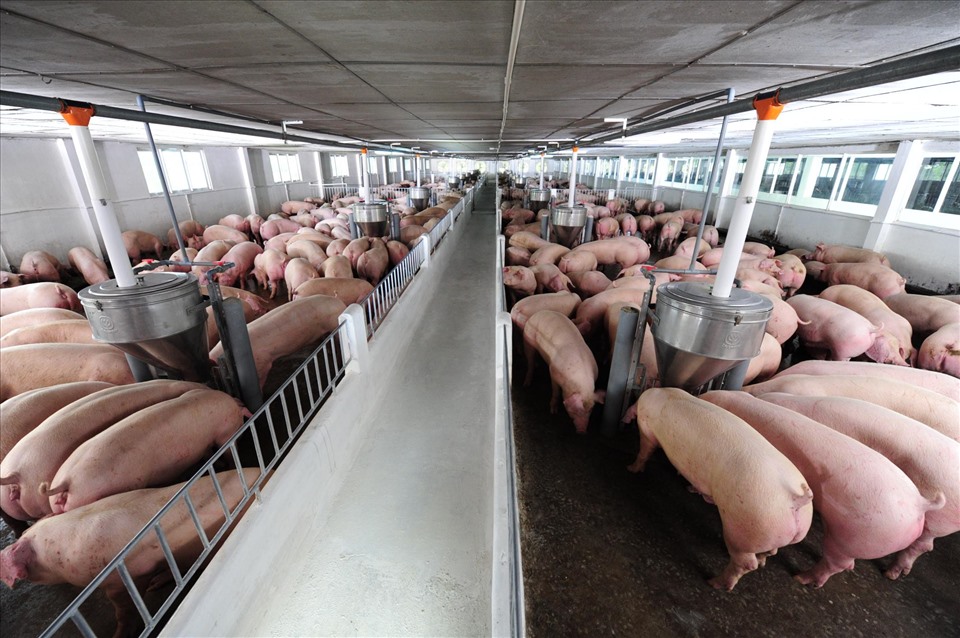 Nguồn cung lợn hơi từ các công ty lớn còn rất nhiều khiến giá lợn hơi khó lập đỉnh mới. Ảnh: Dương Phương