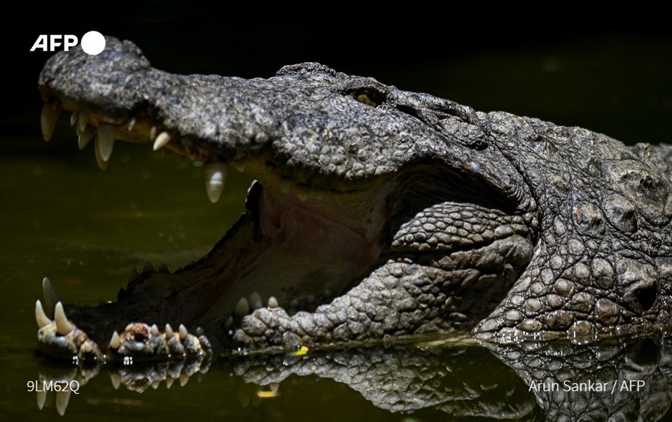 Cá sấu sông Nile. Ảnh: AFP