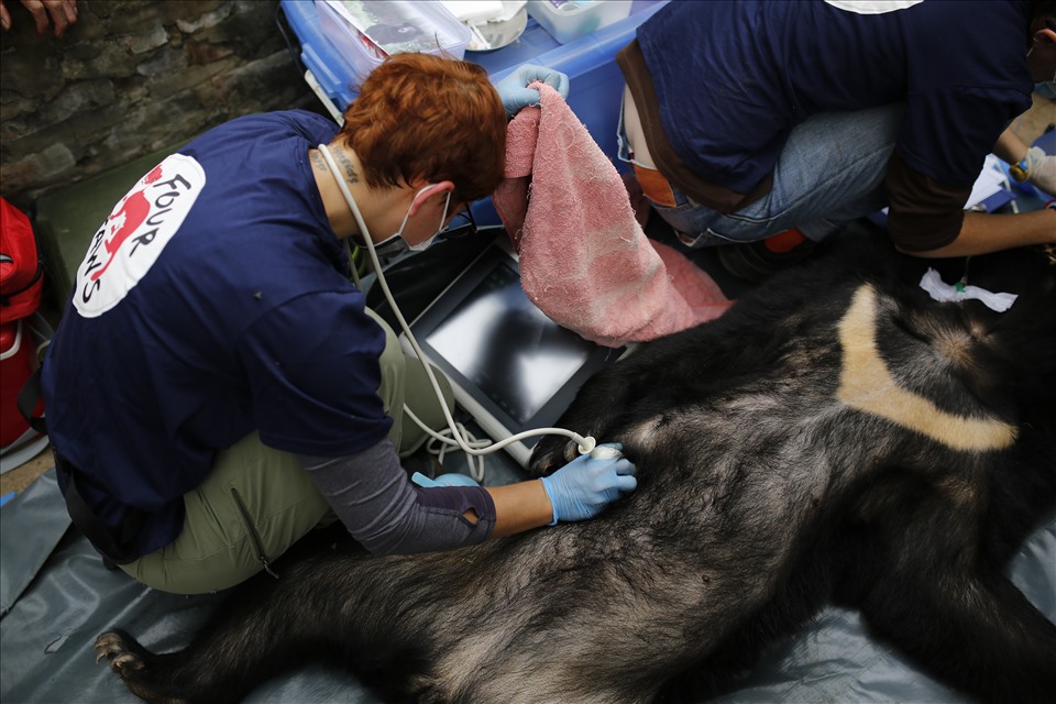 Các cá thể gấu ngựa được kiểm tra sức khỏe trong quá trình giải cứu.