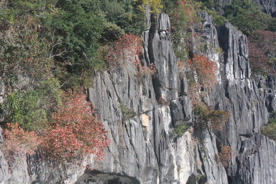 Sòi lá tròn chuẩn bị thay lá trên một hòn núi giữa vịnh Hạ Long. Ảnh: Nguyễn Hùng