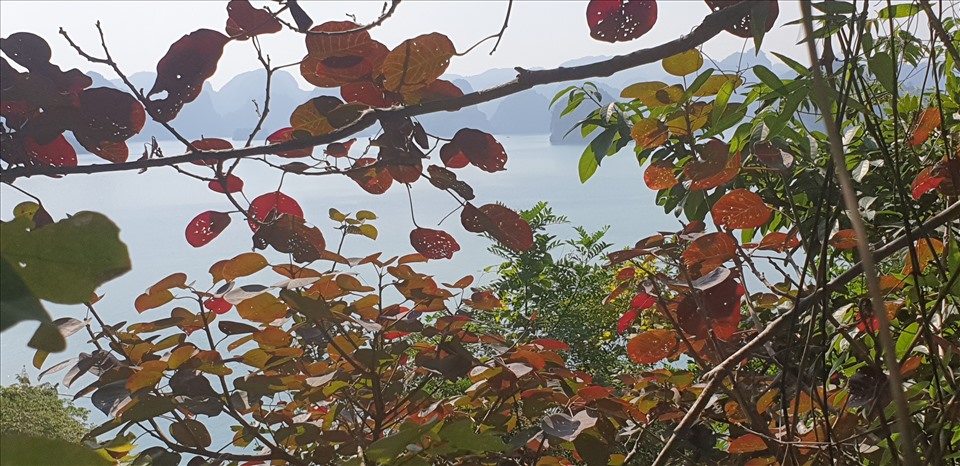Cây sồi đang đổi màu lá giữa vịnh Hạ Long. Ảnh: Nguyễn Hùng