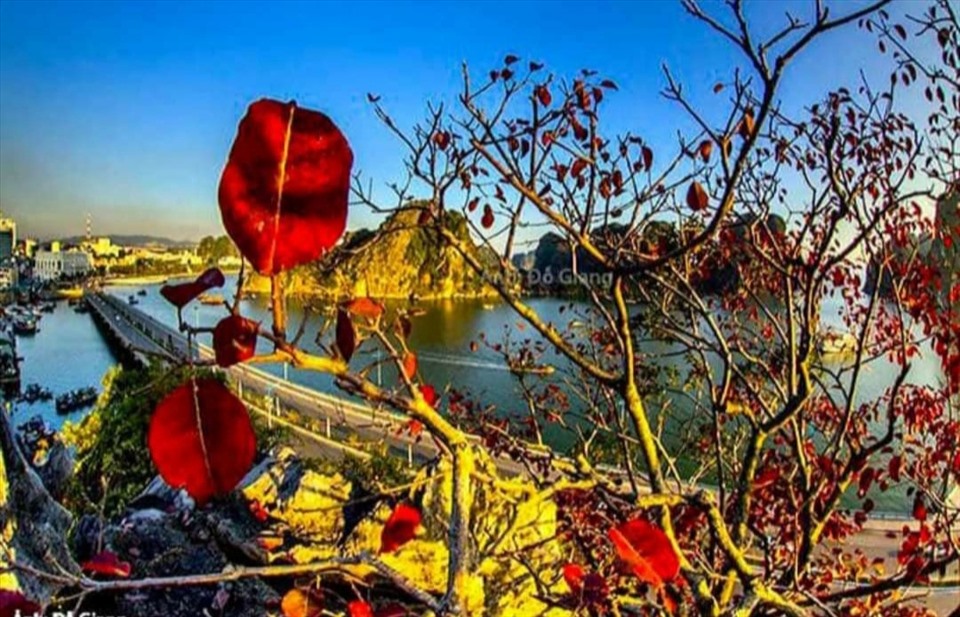 Các nhiếp ảnh gia bắt đầu săn ảnh mùa lá đỏ vịnh Hạ Long. Ảnh: Đỗ Giang