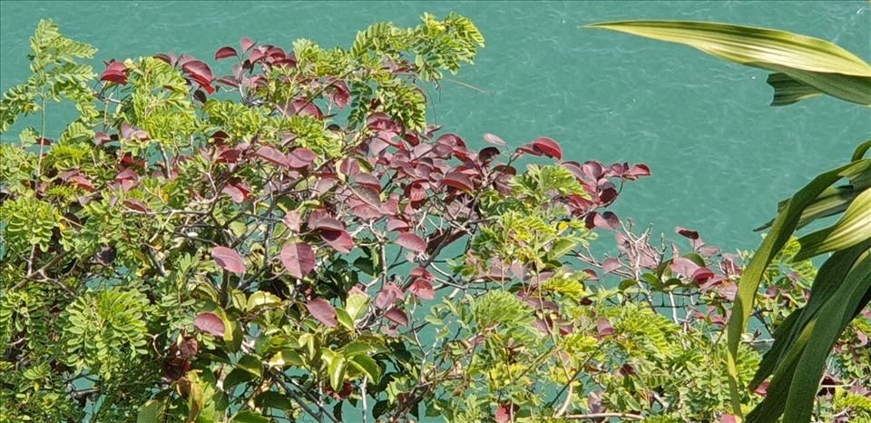 Một cây sòi đang chuẩn bị thay lá trên đỉnh núi ở đảo Soi Sim. Ảnh: Nguyễn Hùng