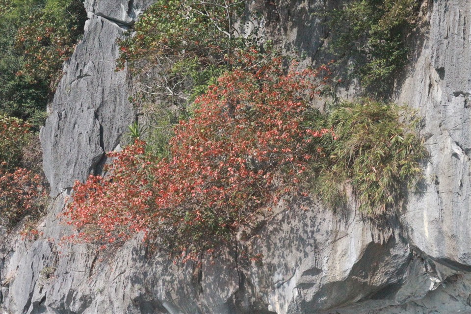 Một cây sòi nằm sát mặt nước biển. Ảnh: Nguyễn Hùng