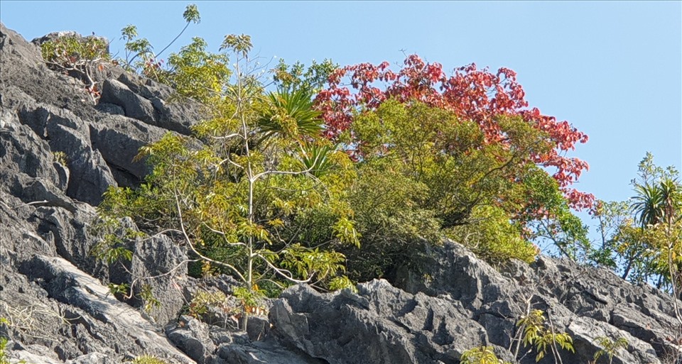 Một cây sòi đỏ rực lá trên đỉnh núi giữa vịnh Hạ Long. Ảnh: Nguyễn Hùng