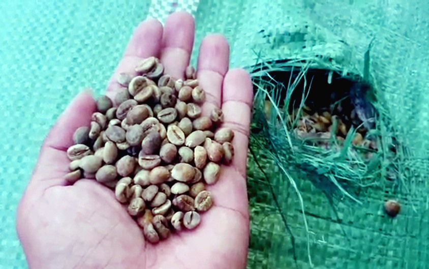 Cận cảnh tang vật hạt cà phê không rõ nguồn gốc, xuất xứ. Ảnh: LT