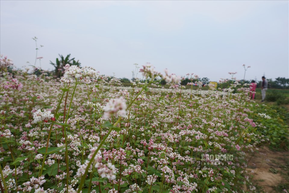 Hoa tam giác mạch (loài hoa đặc trưng của các tỉnh miền núi phía Bắc) cũng được mang về đây trồng và đua nhau bung nở.