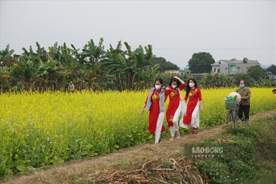 Những ruộng hoa cải nở vàng rực ven bờ sông Mã (ở phường Tào Xuyên, TP. Thanh Hóa) hút du khách đến check-in.