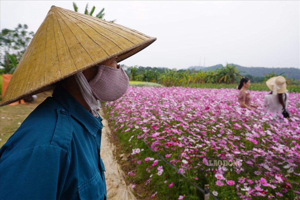 Bà Tào Thị Mận (chủ ruộng hoa ở phường Tào Xuyên) cho biết, năm nay do ảnh hưởng của dịch COVID-19, nên lượng khách về vườn cũng ít hơn nhiều so với những năm trước.