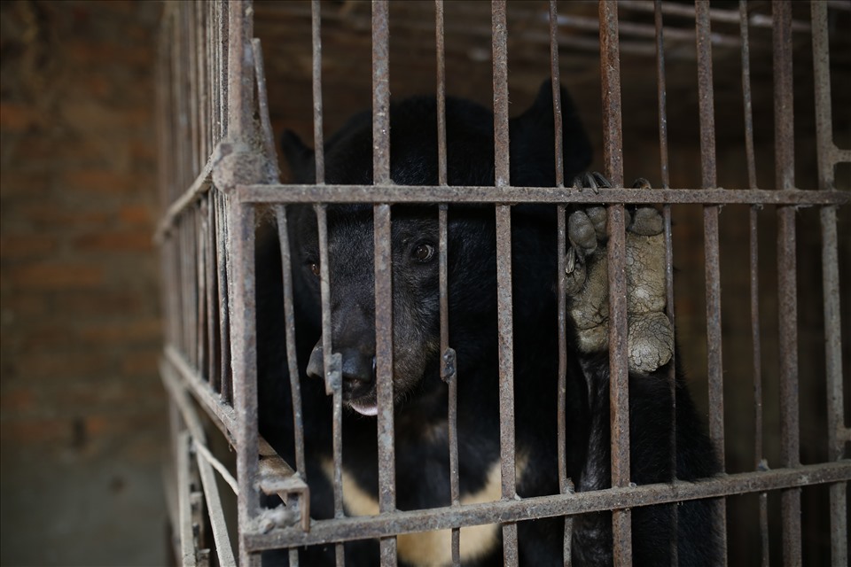 Hầu hết các cá thể gấu được giải cứu về đây đều trong tình trạng bị nuôi nhốt lâu ngày và bị hút mật nên sức khỏe bị tổn thương nhiều. Ảnh: THÙY LINH