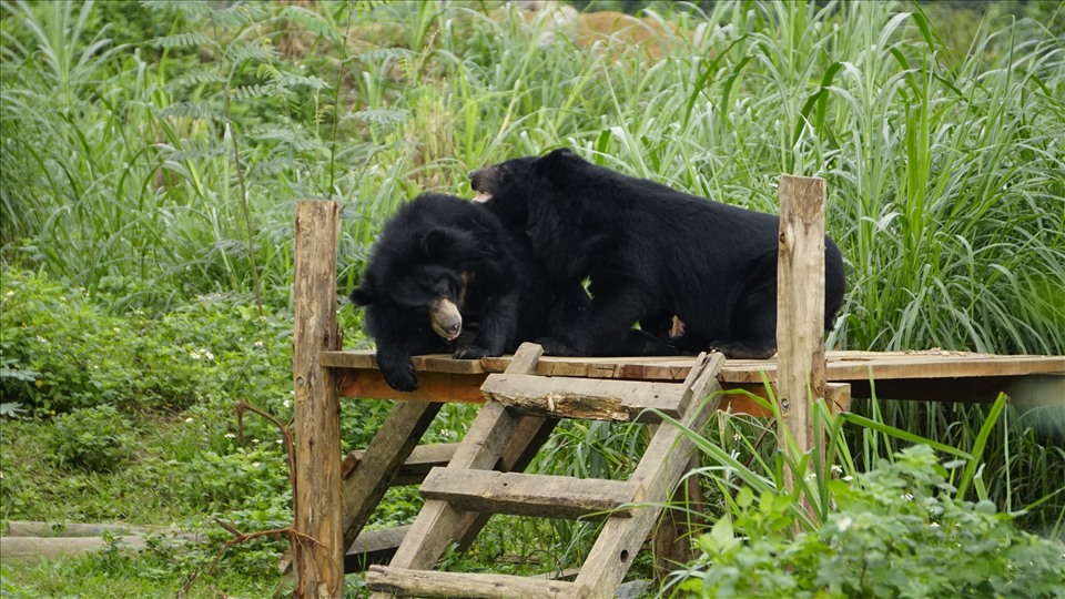 Sau khi được chuyển về Cơ sở bảo tồn gấu Ninh Bình, các cá thể gấu được cách ly 3 tuần để kiểm dịch và điều trị bệnh theo chỉ định của bác sĩ thúy để làm quen với chế độ ăn mới. Ảnh: THÙY LINH
