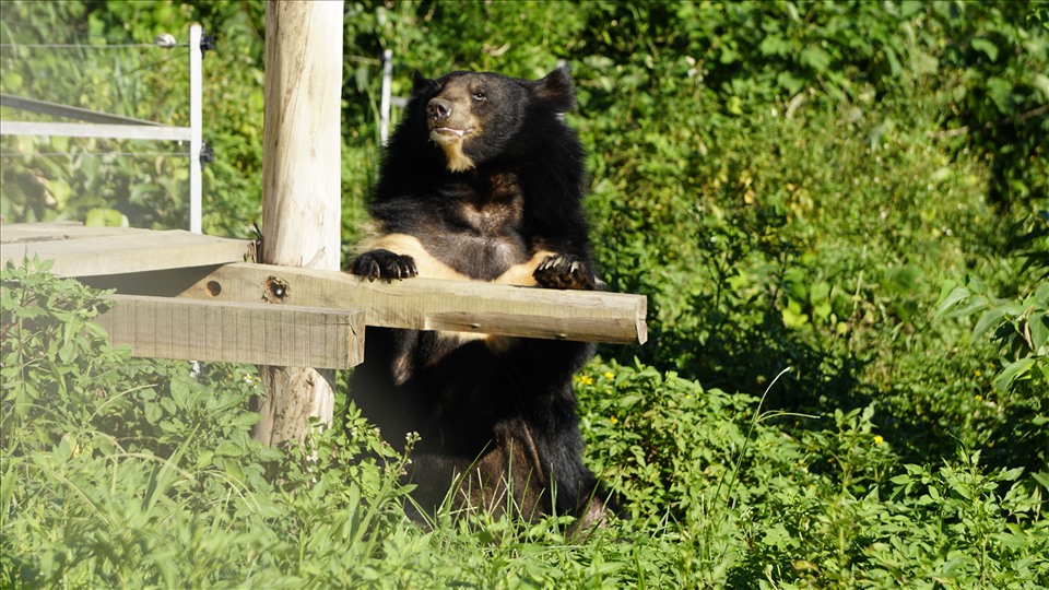 Cơ sở bảo tồn Gấu Ninh Bình có đủ chỗ cho khoảng 100 cá thể gấu từng bị lạm dụng chích hút mật được sống trong môi trường bán hoang dã yên bình, phù hợp với tập tính tự nhiên của loài gấu. Ảnh: NT
