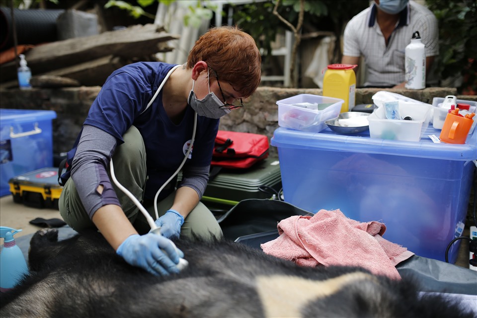 Bác sĩ thú y của Cơ sở bảo tồn gấu Ninh Bình tiến hành kiểm tra sức khỏe tổng thể và tiến hành can thiệp thú y nếu cần thiết khi gấu được giải cứu ra khỏi chuồng nuôi nhốt. Ảnh: THÙY LINH