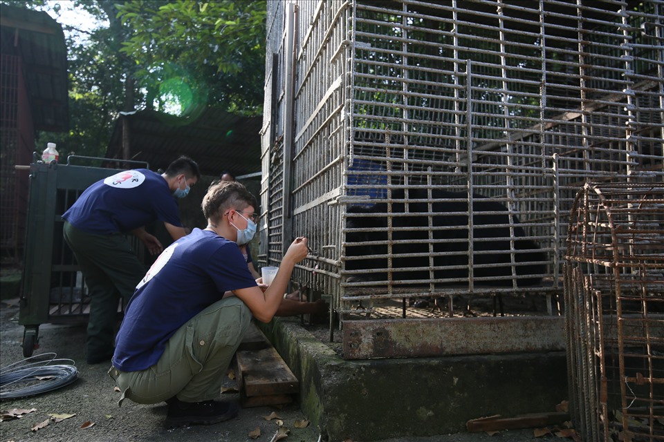 Theo Trung tâm bảo tồn động vật hoang dã Nước Việt (FOUR PAWS Việt), hiện nay ở Việt Nam còn khoảng 324 cá thể gấu đang bị nuôi nhốt tại 105 cơ sở nuôi gấu hộ gia đình. Ảnh: THÙY LINH