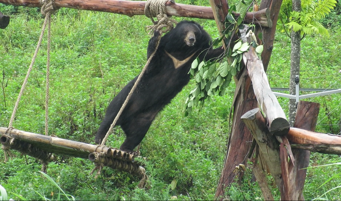 Sau giai đoạn cách ly, gấu được chuyển lên nhà gấu với môi trường mới với các đồ làm giàu môi trường phong phú. Mỗi cá thể có thể tự do lựa chọn ra vào không gian  trong nhà gấu hoặc sân chơi bán tự nhiên với địa hình gần với thiên nhiên. Ảnh: THÙY LINH