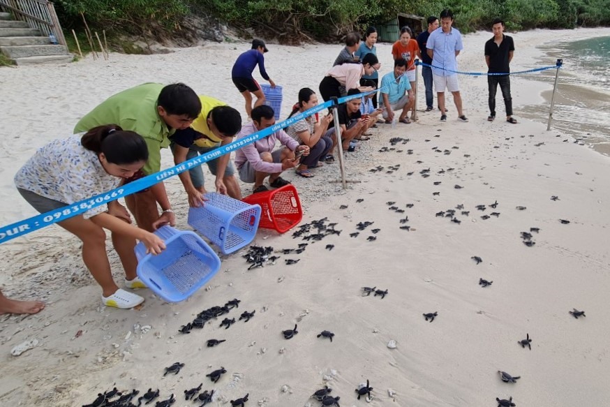 Du khách tham gia đưa những chú rùa con trở về biển. Ảnh: P.B