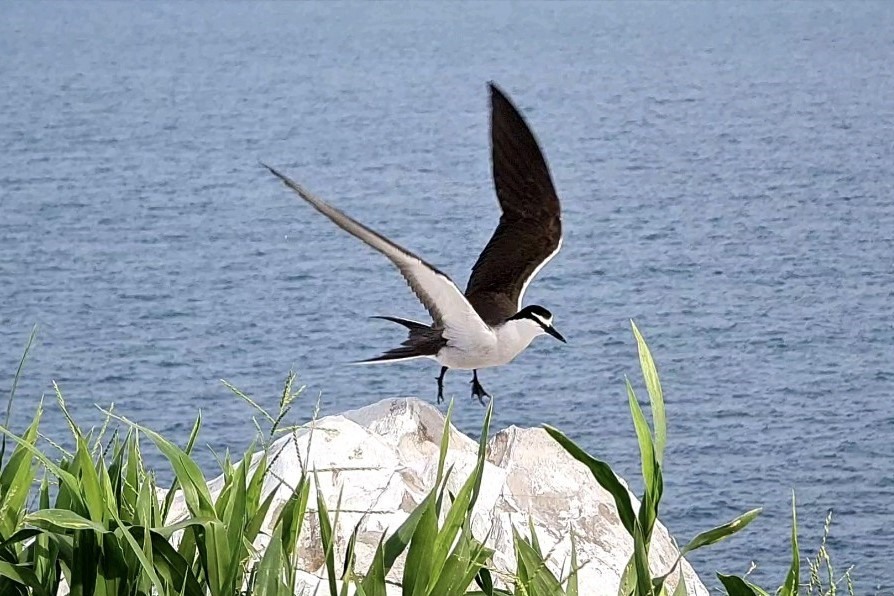 Du khách có thể tham quan, chụp ảnh, khám phá hoạt động của một số loài chim biển. Ảnh: P.B