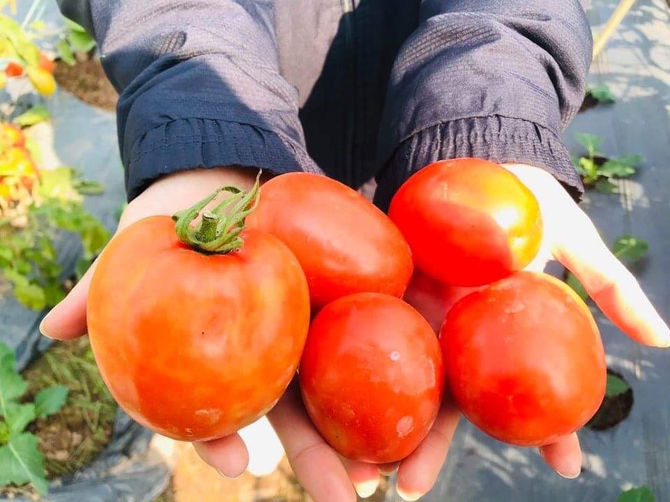 Giá cà chua tăng mạnh trong khoảng 1 tuần trở lại đây, chạm mốc hơn 60.000 đồng/kg. Ảnh: Phan Cúc