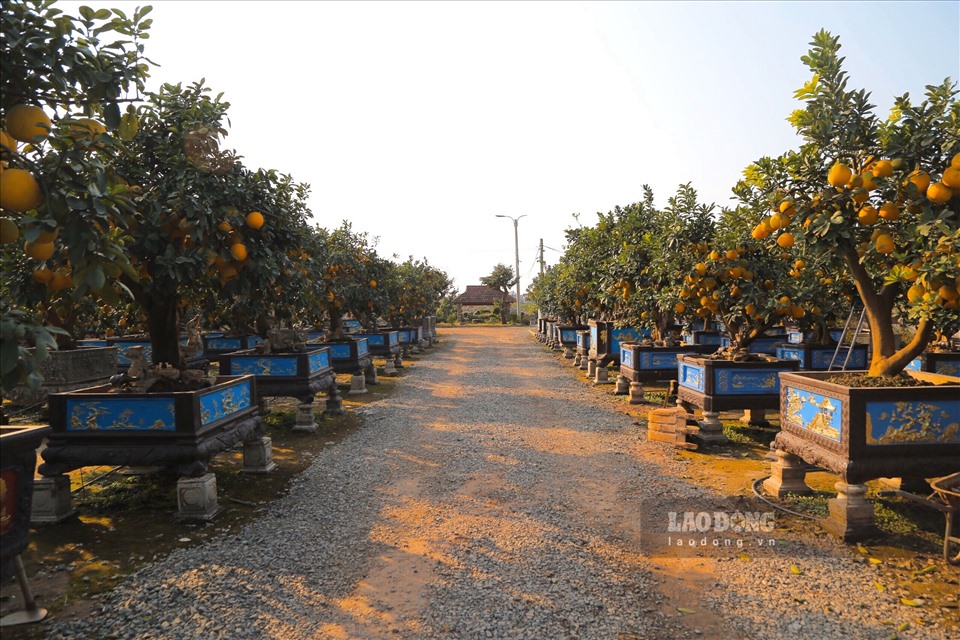 Là đầu mối cung cấp bưởi cảnh lớn cho khắp các tỉnh từ Bắc vào Nam, nhiều nhà vườn trồng bưởi tại Văn Giang (Hưng Yên) không hiếm bắt gặp những gốc bưởi trị giá tiền trăm triệu đồng.