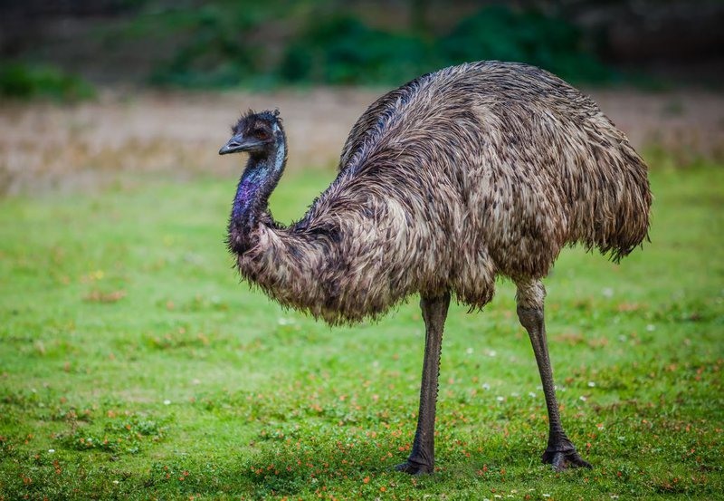 Chim Emu. Ảnh: Bảo tàng Australia