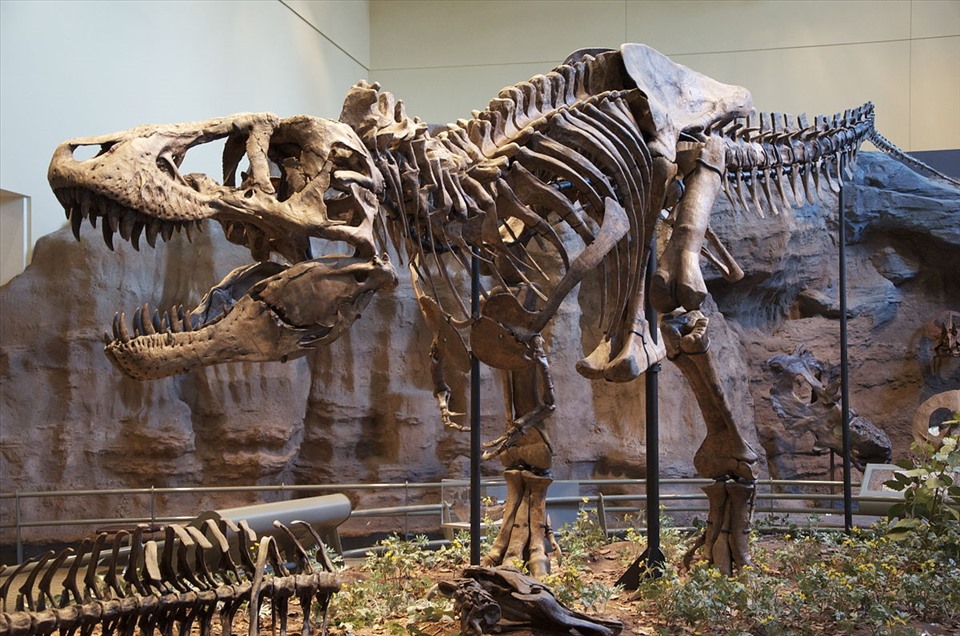 Khung xương loài khủng long bạo chúa T-rex. Ảnh: Wiki
